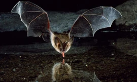 1001 thắc mắc: Vì sao dơi sợ nước, ở Việt Nam có dơi hút máu không?