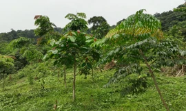 Chương trình 'Góp 1 cây để có rừng' trồng được hơn 520 ha rừng