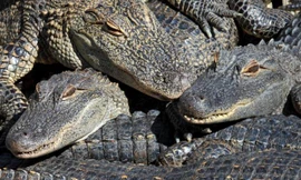 Cá sấu tiêu hoá thức ăn thế nào, sao chúng có thể nhịn đến vài tháng?