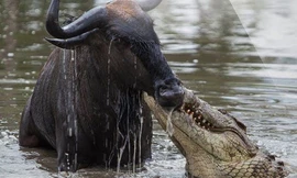 Cá sấu có thể ngoạm hàm với tốc độ nhanh chóng mặt chỉ trong vòng 50 mili giây.