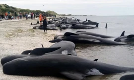 1001 thắc mắc: Vì sao lại có hiện tượng cá voi tự sát tập thể