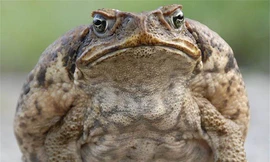 Cóc mía có trọng lượng lên tới 2,65kg.