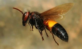 Ong vò vẽ bị thu hút bởi mùi mồ hôi của người