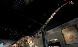 Bỏ 600.000 USD mua một bộ xương khủng long