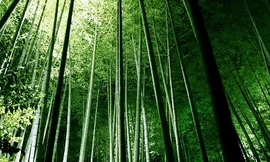 ‘Lạc’ vào rừng tre đẹp như tranh vẽ ở Nhật Bản