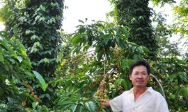 Nước mắt công nhân cà phê: Tư duy cũ lỗi thời