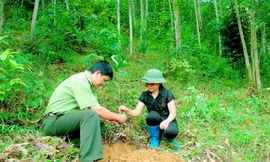 Bắc Kạn phát triển kinh tế rừng giúp người dân giảm nghèo bền vững