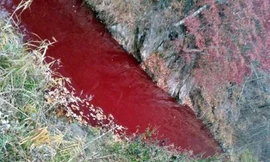 Dòng sông nhuộm đỏ máu của hàng ngàn con lợn bị giết mổ. Ảnh: Yonhap