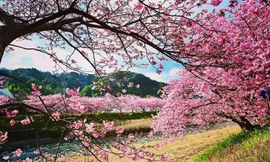 Những thiên đường hoa anh đào từ Việt Nam ra thế giới 