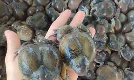 Loại ếch hình thù kỳ dị, hiếm có, giá 300 nghìn mỗi kg gây sốt