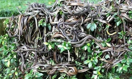 ‘Hòn đảo tử thần’ nơi hàng vạn con rắn độc ngự trị