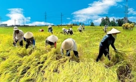 Đưa nông sản Việt vượt bão thuế, hướng tới kim ngạch 65 tỷ USD