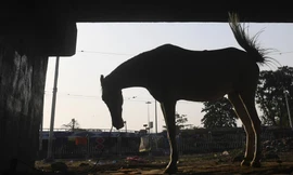 Bất chấp COVID-19, hàng trăm người Ấn Độ đi đám tang… một con ngựa