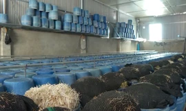 Khẩn trương xử lý gần 3.000 tấn giá đỗ ngâm chất cấm