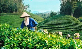 Vì sao chè Việt Nam dễ rơi vào 'bẫy' giá rẻ? 