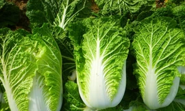 Những người 'đại kỵ' với cải thảo, thèm đến mấy cũng đừng nên ăn