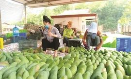 Xoài Việt Nam đang ‘làm mưa làm gió’ ở Trung Quốc