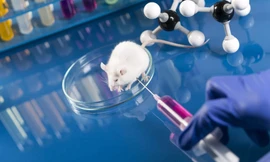 Trí tuệ nhân tạo được tích hợp với khứu giác của chuột 