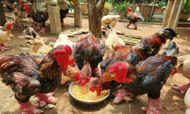 Tranh nhau mua chân gà Đông Tảo 'siêu khủng' để biếu Tết