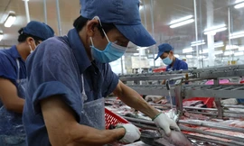 Quá nhiều nghịch lý về bảo hiểm nông nghiệp