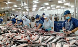 Xuất khẩu thủy sản Việt Nam trước 'hàng rào' thuế quan của Mỹ