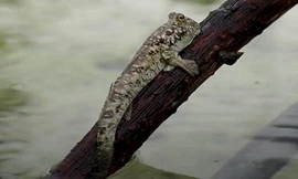 Giải mã loài cá kỳ lạ nhất hành tinh có thể leo cây, chạy nhảy trên cạn 