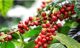 Giá cà phê thế giới giảm sốc