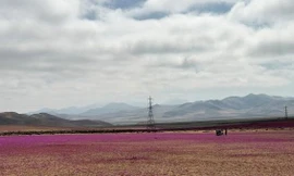 'Rừng hoa' bất ngờ bao phủ sa mạc khô cằn nhất thế giới 