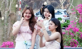 Hàng bông gòn ở Vũng Tàu bung nở trắng xoá, cảnh đẹp tựa 'tuyết xứ Hàn'