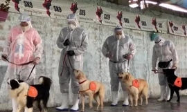 Xem quá trình huấn luyện chó để phát hiện người nhiễm COVID-19