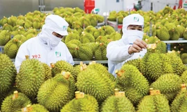 Bộ trưởng Đỗ Đức Duy nói thẳng 4 'nhức nhối' của sầu riêng Việt Nam