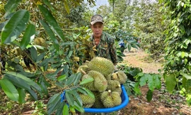 Sầu riêng Việt Nam đón tin vui 