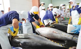 Cá ngừ Việt Nam đóng hộp xuất khẩu giảm mạnh nhất 2 năm qua