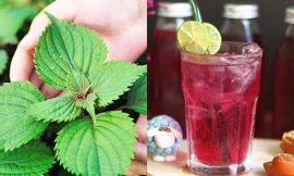 Nước lá tía tô tốt cho sức khỏe nhưng có một số người càng dùng nhiều càng ‘độc’
