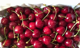 Khủng hoảng chưa từng có của 'nữ hoàng' trái cây 