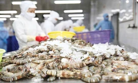 Trung Quốc đặc biệt yêu thích tôm hùm Việt Nam 