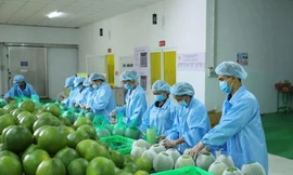 Lý do xuất khẩu rau quả sụt giảm mạnh 
