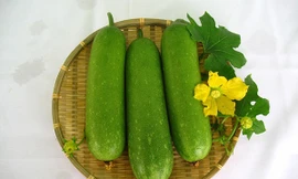 Sai lầm cần tránh tuyệt đối khi giảm cân bằng bí đao kẻo ngộ độc, mất mạng