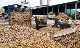 Giá sắn lao dốc mạnh nhất 10 năm qua