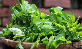 Rau ngót cực lành nhưng 'đại kỵ' với những người sau