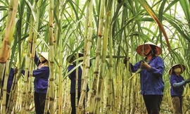 Đường tồn đọng chưa từng có, nhiều nhà máy 'cháy' kho 