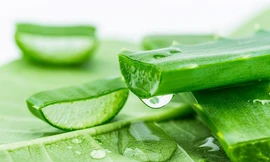 Những sai lầm khi dùng nha đam có thể gây ra tác hại khôn lường