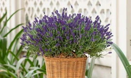 Cuối năm sửa sang nhà cửa, bày ngay loại cây này ở phòng ngủ vừa giúp ngủ ngon, tốt cho sức khỏe vừa hút tài lộc