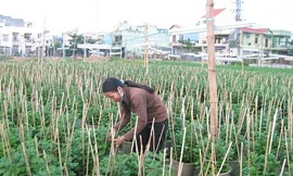 Thành phố khuyến khích doanh nghiệp và hợp tác xã liên kết sản xuất, kinh doanh, tiêu thụ sản phẩm, phát triển đa dạng các mô hình sản xuất có sự tham gia của các hộ nghèo, hộ cận nghèo, hộ mới thoát nghèo...