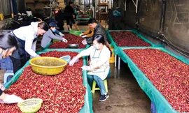 Lý do giá cà phê lao dốc 