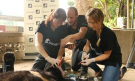 Hai gấu ngựa được cứu hộ ở Vĩnh Phúc