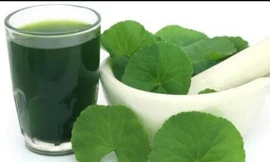 Thứ rau dại được ví như ‘sâm xanh’ giúp dưỡng gan thận cực tốt, nhưng không phải ai cũng dùng được