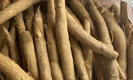 Lý do Trung Quốc liên tục giảm nhập khẩu sắn Việt Nam