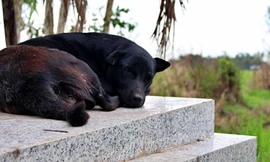 Tiết lộ về chú chó già 6 năm canh mộ cậu chủ ở Long An