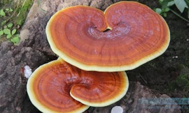 Mất tiền triệu mua nấm linh chi nhưng nếu dùng sai cách tác hại khó lường